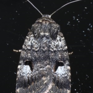 Thoracolopha flexirena at Ainslie, ACT - 11 Nov 2020