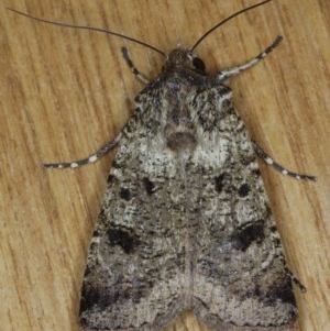 Agrotis porphyricollis at Ainslie, ACT - 10 Nov 2020