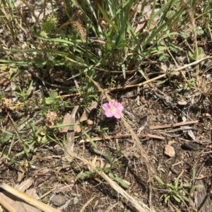 Convolvulus angustissimus subsp. angustissimus at Acton, ACT - 13 Nov 2020 01:09 PM