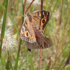 Junonia villida (Meadow Argus) at Queanbeyan West, NSW - 13 Nov 2020 by Ghostbat