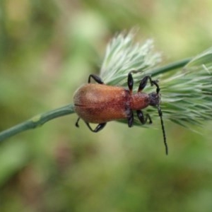 Ecnolagria grandis at Queanbeyan West, NSW - 13 Nov 2020