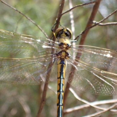 Hemicordulia tau (Tau Emerald) at Queanbeyan West, NSW - 13 Nov 2020 by Ghostbat