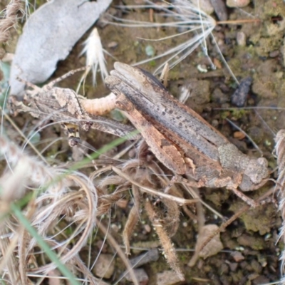 Pycnostictus sp. 1 (Confusing bandwing) at Bicentennial Park - 13 Nov 2020 by FeralGhostbat