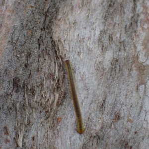 Geometridae (family) IMMATURE at Queanbeyan West, NSW - 13 Nov 2020