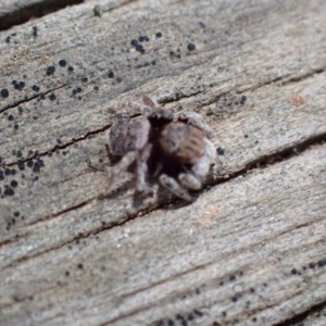 Maratus vespertilio at Queanbeyan West, NSW - 13 Nov 2020