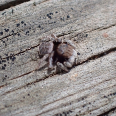 Maratus vespertilio (Bat-like peacock spider) at Queanbeyan West, NSW - 13 Nov 2020 by FeralGhostbat