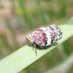 Platybrachys decemmacula (Green-faced gum hopper) at Bicentennial Park - 13 Nov 2020 by FeralGhostbat