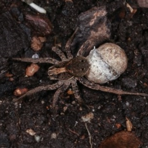 Venatrix pictiventris at Melba, ACT - 10 Nov 2020