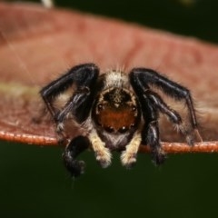 Maratus griseus (Jumping spider) at Melba, ACT - 10 Nov 2020 by kasiaaus