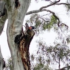 Callocephalon fimbriatum (Gang-gang Cockatoo) at Hughes, ACT - 12 Nov 2020 by ruthkerruish