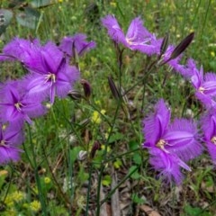 Thysanotus tuberosus subsp. tuberosus (Common Fringe-lily) at Majura, ACT - 13 Nov 2020 by sbittinger