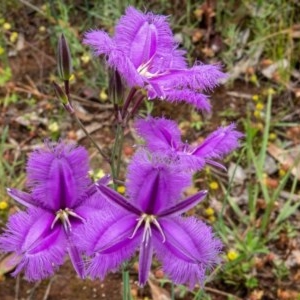 Thysanotus tuberosus subsp. tuberosus at Majura, ACT - 13 Nov 2020