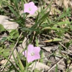 Convolvulus angustissimus (Pink Bindweed) at Black Range, NSW - 13 Nov 2020 by StephH