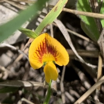 Zornia dyctiocarpa var. dyctiocarpa (Zornia) at Black Range, NSW - 13 Nov 2020 by Steph H