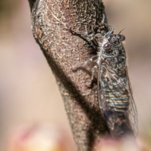 Atrapsalta furcilla at Jerrabomberra, ACT - 11 Nov 2020