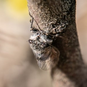 Atrapsalta furcilla at Jerrabomberra, ACT - 11 Nov 2020