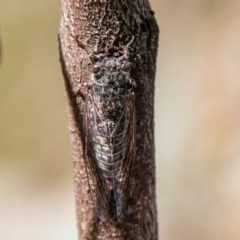 Atrapsalta furcilla at Jerrabomberra, ACT - 11 Nov 2020