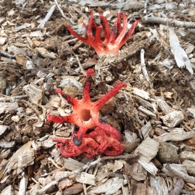 Clathrus archeri (Seastar Stinkhorn) at Yarralumla, ACT - 13 Nov 2020 by Rixon