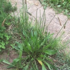 Plantago lanceolata (Ribwort Plantain, Lamb's Tongues) at Narrabundah, ACT - 13 Nov 2020 by alex_watt