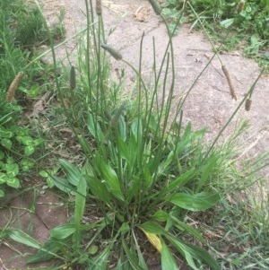 Plantago lanceolata at Narrabundah, ACT - 13 Nov 2020