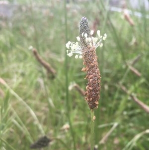 Plantago lanceolata at Narrabundah, ACT - 13 Nov 2020