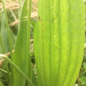 Plantago lanceolata at Narrabundah, ACT - 13 Nov 2020