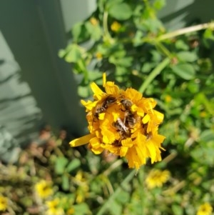 Lasioglossum (Chilalictus) sp. (genus & subgenus) at Kaleen, ACT - 18 Oct 2020