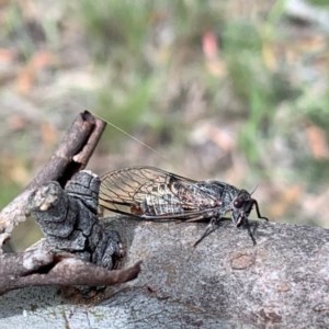 Atrapsalta furcilla at Bruce, ACT - 13 Nov 2020