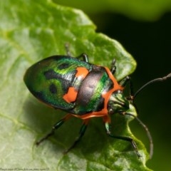 Scutiphora pedicellata (Metallic Jewel Bug) at ANBG - 13 Nov 2020 by Roger