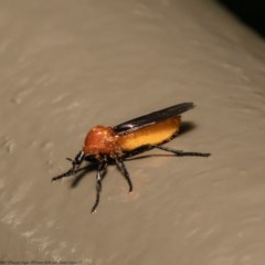 Bibio imitator (Garden maggot) at Acton, ACT - 13 Nov 2020 by Roger