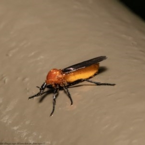 Bibio imitator at Acton, ACT - 13 Nov 2020 11:14 AM