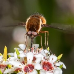 Staurostichus sp. (genus) (Unidentified Staurostichus bee fly) at Acton, ACT - 13 Nov 2020 by Roger