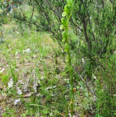 Hymenochilus bicolor (Black-tip Greenhood) at Tuggeranong Hill - 13 Nov 2020 by HarleyB