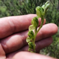 Hymenochilus bicolor at Conder, ACT - 13 Nov 2020