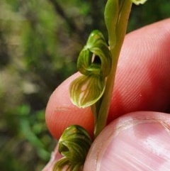 Hymenochilus bicolor (ACT) = Pterostylis bicolor (NSW) at Conder, ACT - suppressed