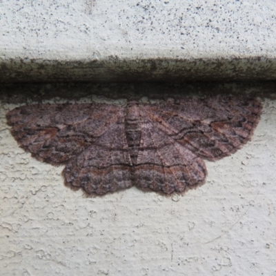 Ectropis excursaria (Common Bark Moth) at Flynn, ACT - 13 Nov 2020 by Christine