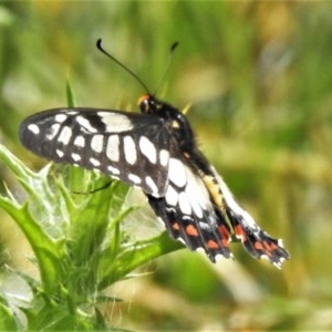 Papilio anactus at Forde, ACT - 13 Nov 2020 12:04 PM