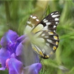 Belenois java (Caper White) at Forde, ACT - 13 Nov 2020 by JohnBundock