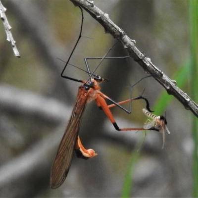 Harpobittacus australis (Hangingfly) at Forde, ACT - 13 Nov 2020 by JohnBundock