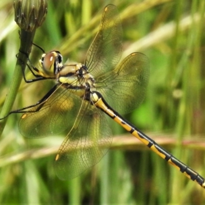 Hemicordulia tau (Tau Emerald) at Forde, ACT - 13 Nov 2020 by JohnBundock