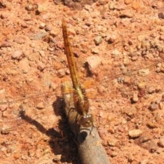 Diplacodes haematodes (Scarlet Percher) at Forde, ACT - 13 Nov 2020 by JohnBundock