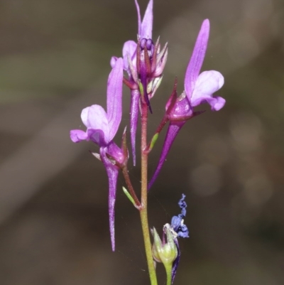 Linaria pelisseriana (Pelisser's Toadflax) at Downer, ACT - 8 Nov 2020 by TimL