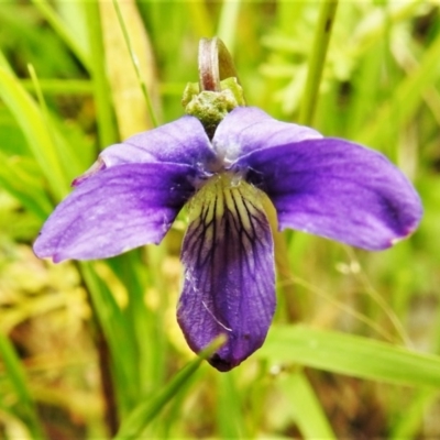 Viola betonicifolia (Mountain Violet) at Forde, ACT - 13 Nov 2020 by JohnBundock