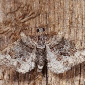 Phrissogonus laticostata at Melba, ACT - 10 Nov 2020