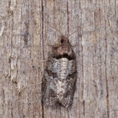 Rupicolana orthias (A tortrix or leafroller moth) at Melba, ACT - 10 Nov 2020 by kasiaaus