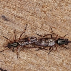 Ectinorhynchus sp. (genus) at Melba, ACT - 10 Nov 2020