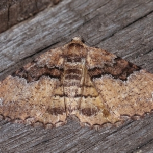 Aporoctena undescribed species at Melba, ACT - 10 Nov 2020