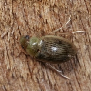 Berosus sp. (genus) at Melba, ACT - 10 Nov 2020