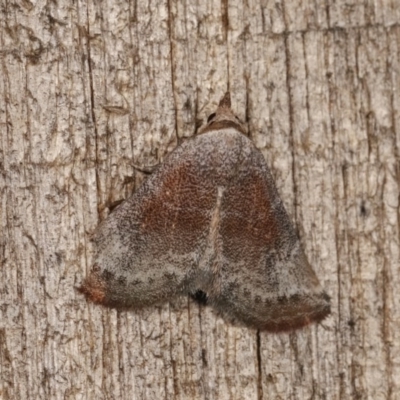 Mataeomera mesotaenia (Large Scale Moth) at Melba, ACT - 10 Nov 2020 by kasiaaus