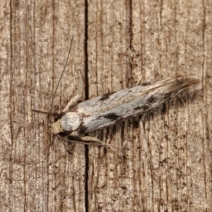 Eusemocosma pruinosa at Melba, ACT - 10 Nov 2020